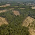 Eesti Erametsaliit ja Erametsakeskus otsivad parimaid metsamajandajaid