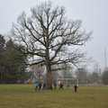 OTSEPILT: VAATA, kuidas Eesti arboristide koja juht jookseb Tallinnast Orissaarde, et inimesed hääletaksid saarel asuva puu poolt