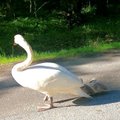 ФОТО | Семья лебедей прогуливается по дороге в Таллинне во время пробки