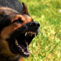 KOERTE HIRMUVALITSUS JÄTKUB | Tabasalu juures ründasid hulkuvad koerad lapsevankriga naist ja väikest koera