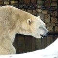 VIDEO | Friida ja Raspi tervitavad külastajaid jääkarude päeval