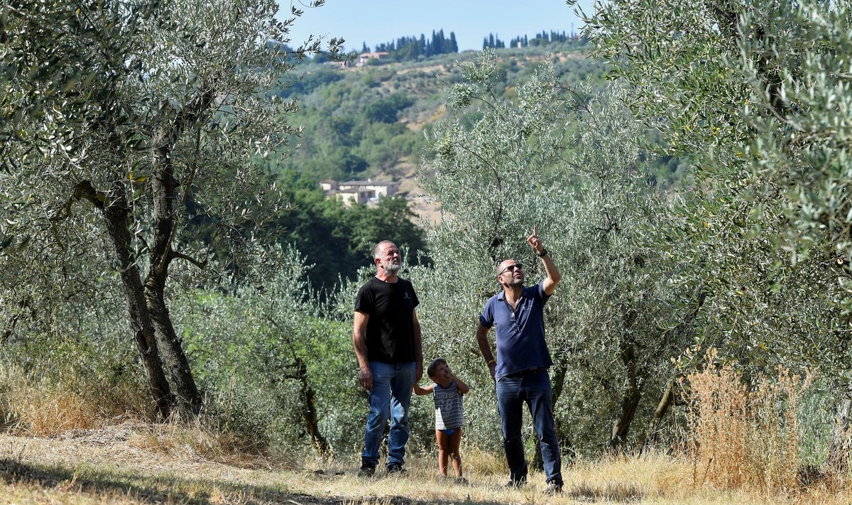 Kohalikud farmerid on oliivipuude saagikuse pärast mures