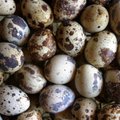 Lätis avastatud ravimisaastega munad olid müügil ka Eestis