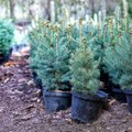 Jõulud teistmoodi: loodust säästev alternatiiv kuusepuule