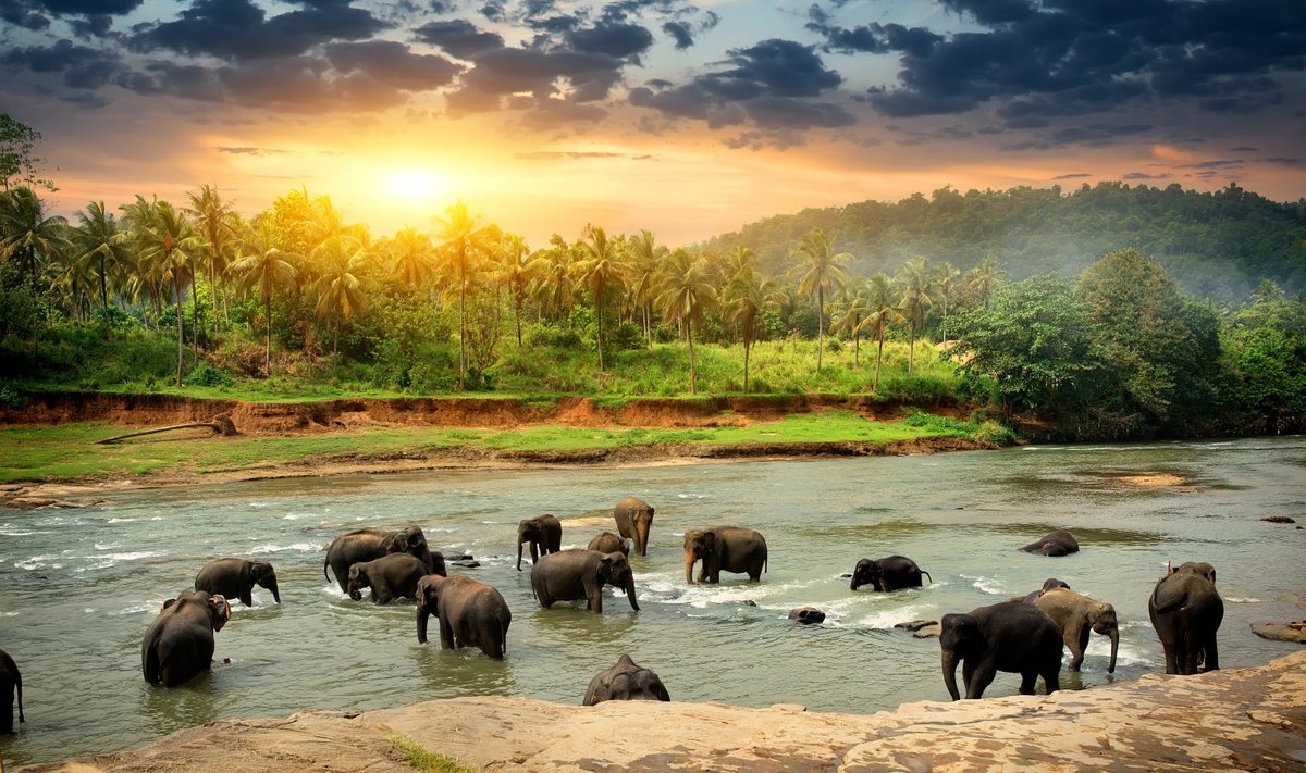 Elevandid džunglijões Sri Lankal