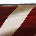 Lätlased õmblevad oma riigi sünnipäevaks 12,5 hektarise pindalaga 10 tonni kaaluva lipu