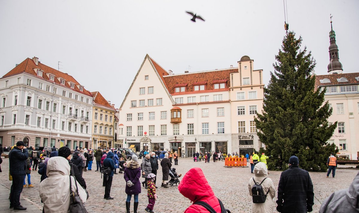 Tallinna jõulukuuse saabumine