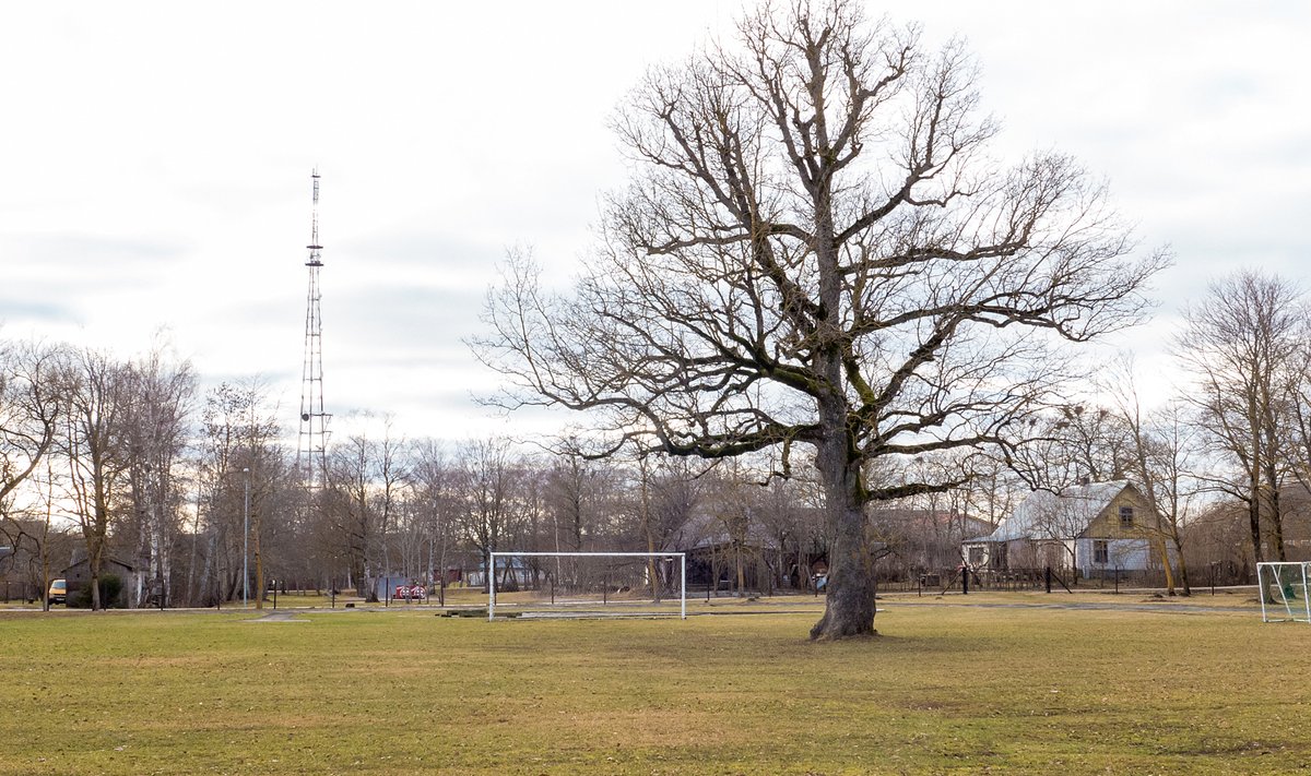 Orissaare jalgpalliväljakul asetsev tamm valiti Euroopa aasta puuks