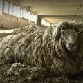 Selgusid maaeluministri nõunikud, üks neist ületas meediakünnist oma hooletusse jäetud lammaste tõttu
