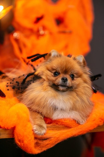 Trikikoerte Halloweeni pidu
