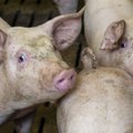 Võrumaal Rõuge valla seafarmis tuvastati sigade Aafrika katk: 116 siga hukatakse 