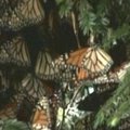 Monarhliblikad katavad puud ühtlase vaibana