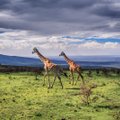 Tõeline eksootika: saadaval on soodsad lennud Tansaaniasse Kilimanjaro jalamil asuvasse Arushasse