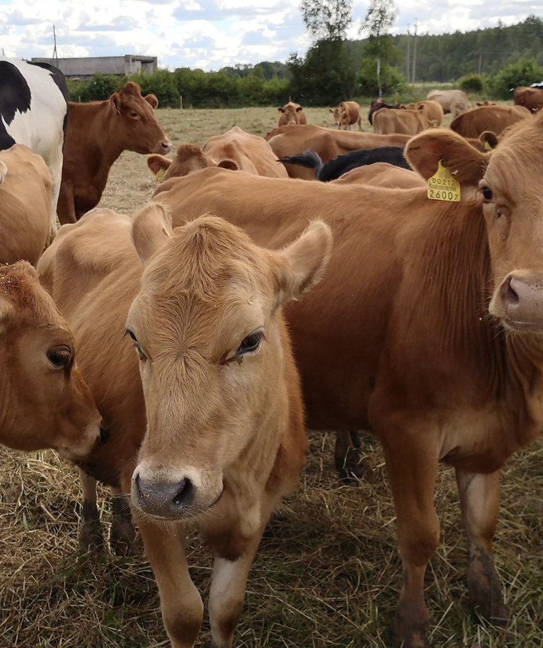 Põllumajandusest on pärit 10% Euroopa Liidu kasvuhoonegaaside emissioonist, osa sellest toob kaasa loomakasvatus.