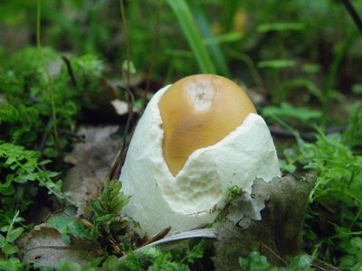 Поплавок жёлто-коричневый – Amanita fulva