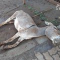 Loomakaitsjate võit: Keenia keelab eeslite tapamajad
