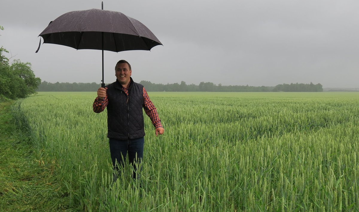 Järvamaa viljakasvataja Raido Allsaar loodab, et vihma ei tule ülemäära palju ning see pole liiga tugev, vastasel korral on hea saagi lootus rikutud.