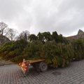 ФОТО и ВИДЕО DELFI: Столичную рождественскую елку доставили на Ратушную площадь