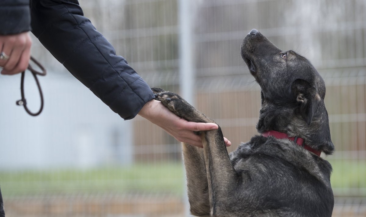 2017. aastal Koduleidja projektis osalenud Tallinna varjupaiga koer Preili on tänaseks leidnud omale uue ja armastava kodu.