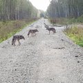 FOTOD | Raplamaal koeri kimbutanud kolm hunti arvatavasti näitasid end metsameestele ka paar päeva varem