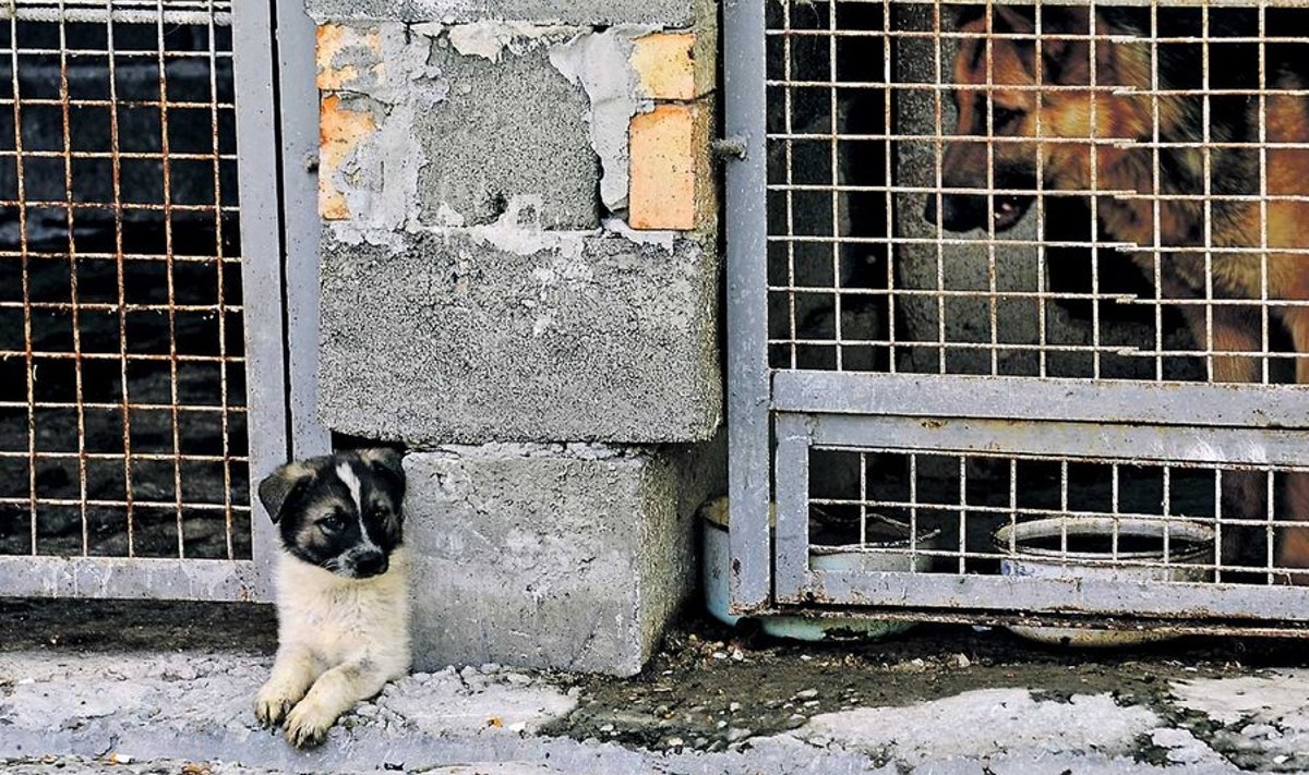 Marutaudi ja koledat linnamuljet kartes korraldati Ukrainas sel suvel enne jalgpalli EM-i suur hulkuvate koerte püüdmine.