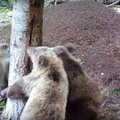 VIDEOD: Karupojad püüavad kolmekesi koos ühe puu otsa ronida