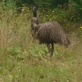 Tartu lähedal metsas jalutab ringi suur eksootiline lind