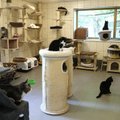 ВИДЕО | Таллиннский приют для животных: Каждый день пристраиваем одну кошку и одну собаку точно