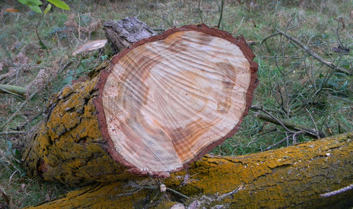 Fusarium circinatum’i nime kandva seenpatogeeni kahjustus kiirja männi puidul.