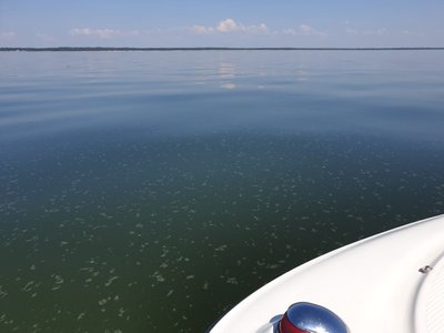 Lugeja foto sinivetikatest Valgerannas ja Pärnu lahes