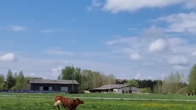 VIDEO | Võrumaa lehmad keksivad peale pikka talve esmakordselt karjamaale