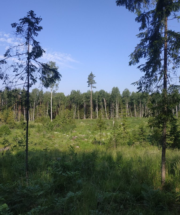 Metsata metsamaa võib olla nii värske raielank kui ka ala, mis on uuenemas, kuid kus noori puid pole veel piisavalt.