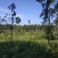 Madis Raudsaar: suurenenud on noorte ja vanade metsade osakaal, seetõttu väheneb ka juurdekasv
