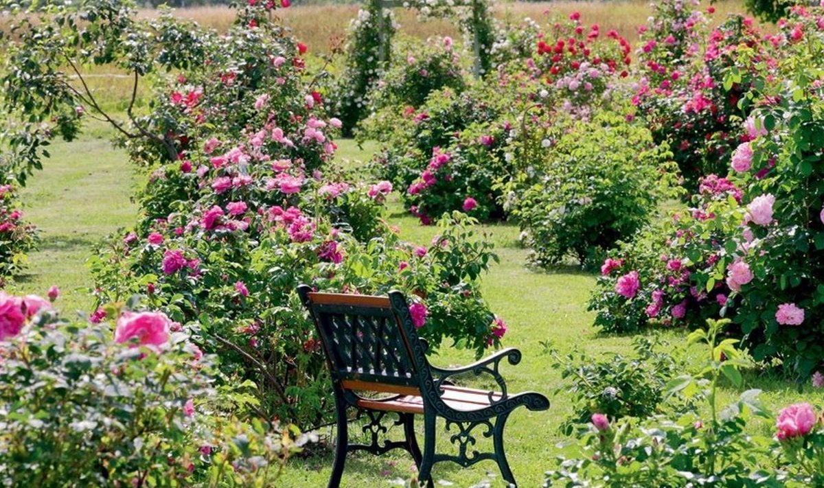 Nii uhkeid roosiväravaid kui Aili Linroosi aias vist polegi mujal Eestis. Foto: Maakodu