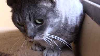 Jõuluks koju: Athena on väga kurva saatusega kass, kes endale hoolitsevat ja kannatlikku omanikku vajab