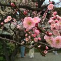 Lummav ja nõiduslik GALERII: Vaata, milline on kevad Jaapanis...