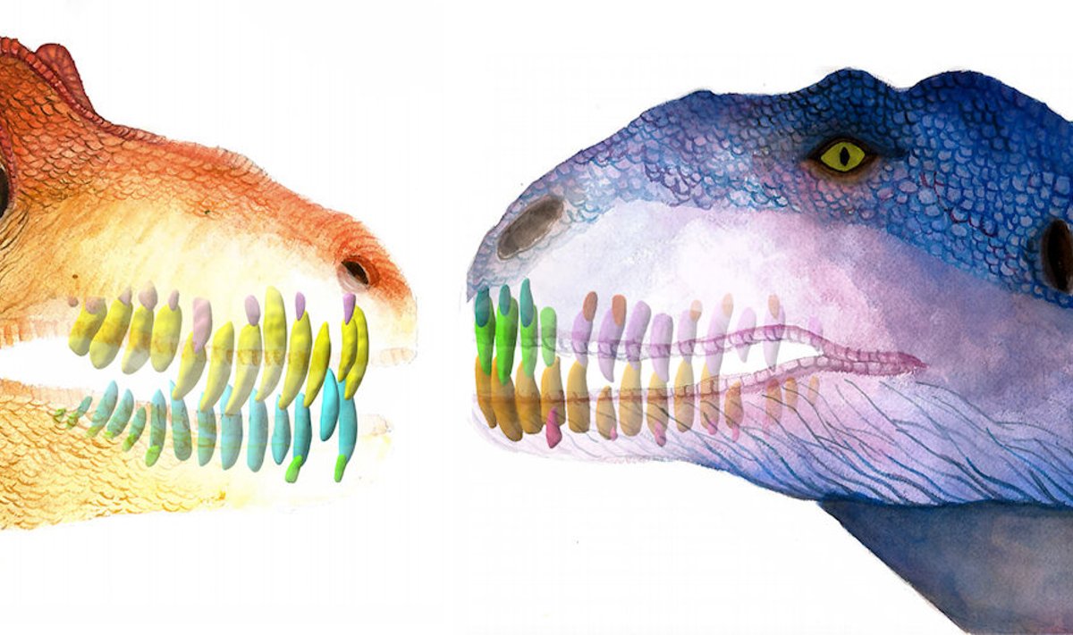 Teadlased uurisid Allosauruste (vasakul) ja Majungasauruste (paremal) hambumust ja hambakasvu