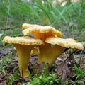 ФОТО | В ноябре все еще можно собирать грибы?