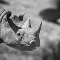 „Когда я это услышал, я начал орать“. После гибели носорога стало известно о проблемах в организации работы зоопарка