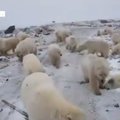 Pereema argipäev Venemaa külas: kui polaaröö algas, hakkasid jääkarud lumega ühte sulama