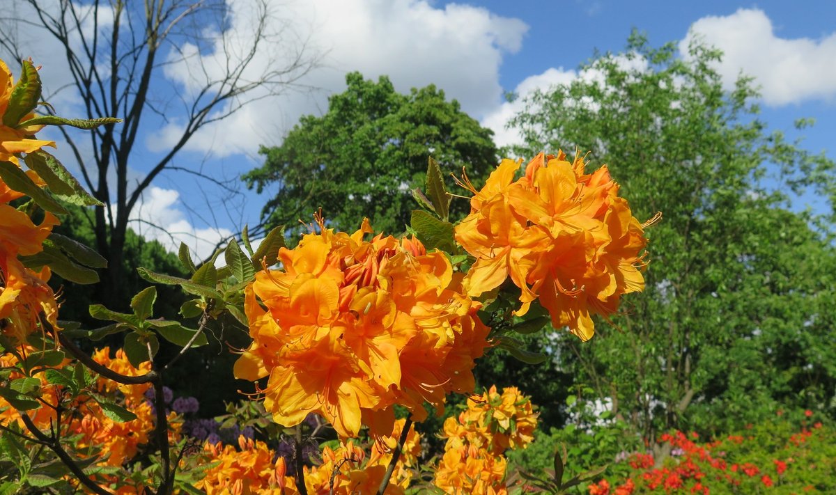 Riia botaanikaaias õitsevad rododendronid