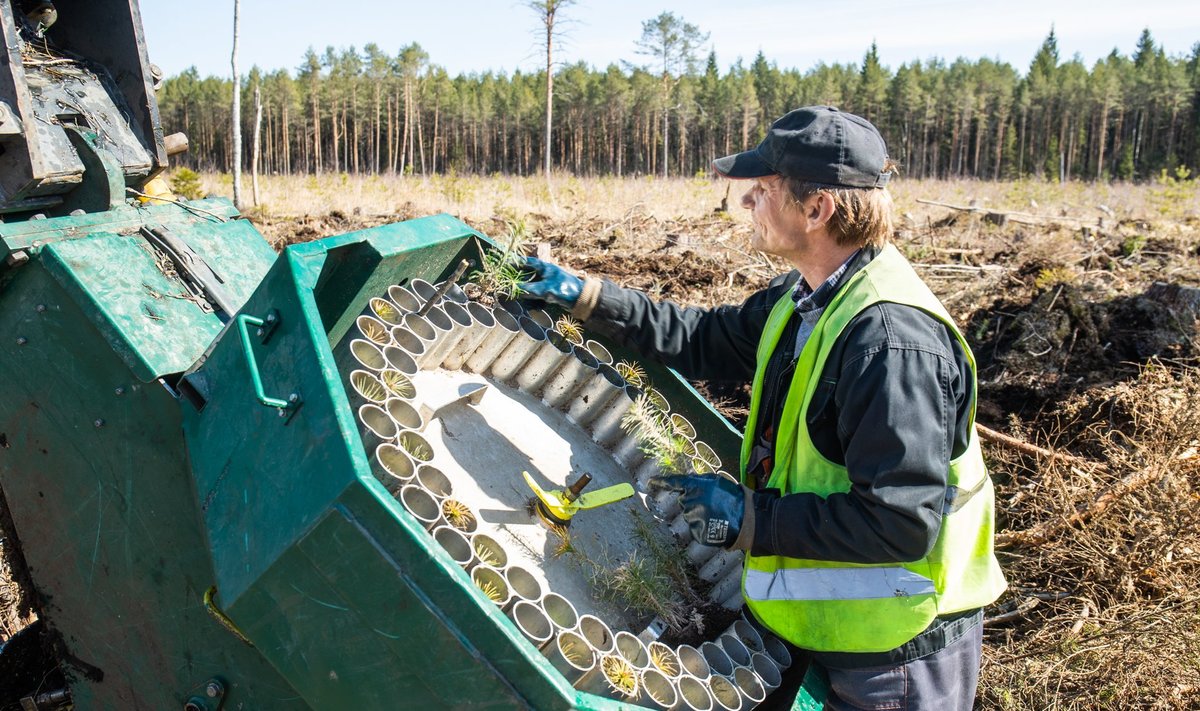Машинист экскаватора заполняет кассету лесопосадочной машины горшечными растениями, которые машина сажает в почву.