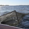 Комиссия предлагает финансово поддержать рыбаков, затронутых запретом на вылов трески на востоке Балтийского моря