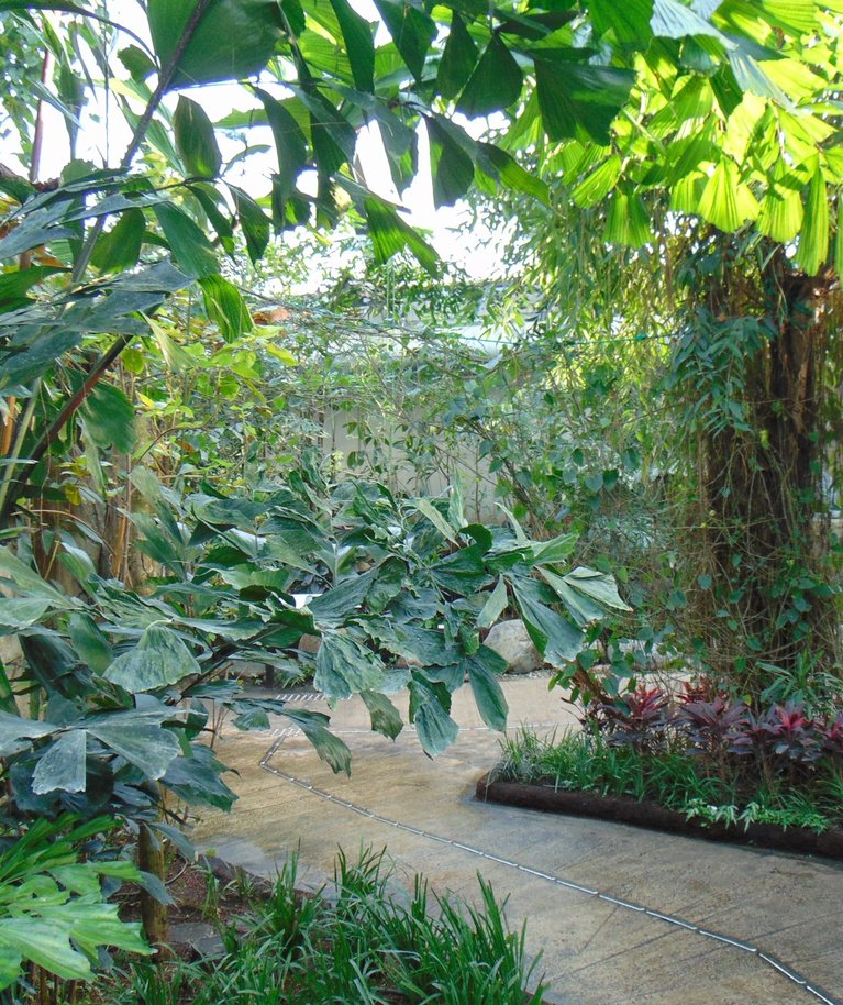 Loomaaia vihmamets meenutab rikkaliku taimestikuga botaanikaaeda.