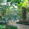 В Ласнамяэ построят уникальный ботанический сад