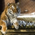 Uuring: tiigrid ja leopardid suudavad inimhääli eristada
