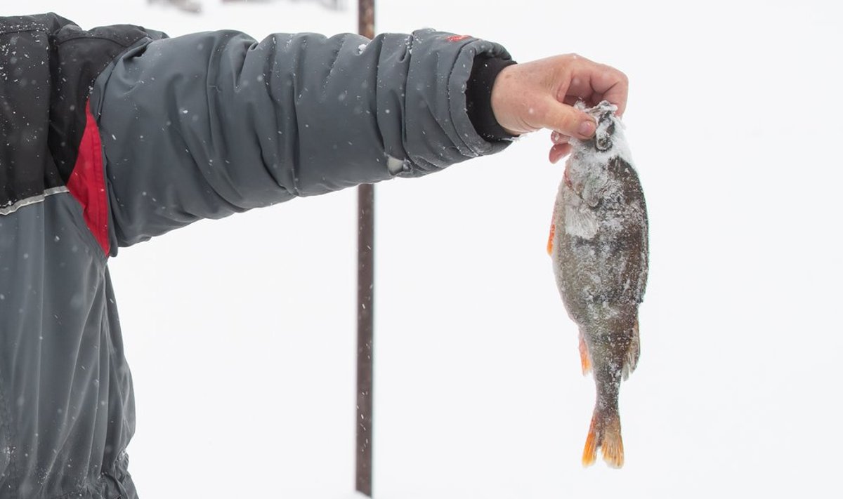 Jääpüük Peipsil. Keskkonnaamet pöörab nädalavahetustel suuremat tähelepanu Peipsi, Lämmi- ja Pihkva järvel toimuvale harrastuspüügile ning kalapüüginõuetest kinni pidamisele.