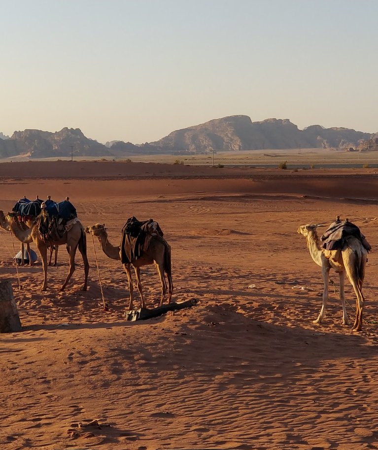 ELU MARSIL: Kui neid kaameleid ees poleks, siis näeks Wadi Rum välja täpselt Marsi moodi. Seepärast Hollywood marsi-stseene just siin filmiams käib.