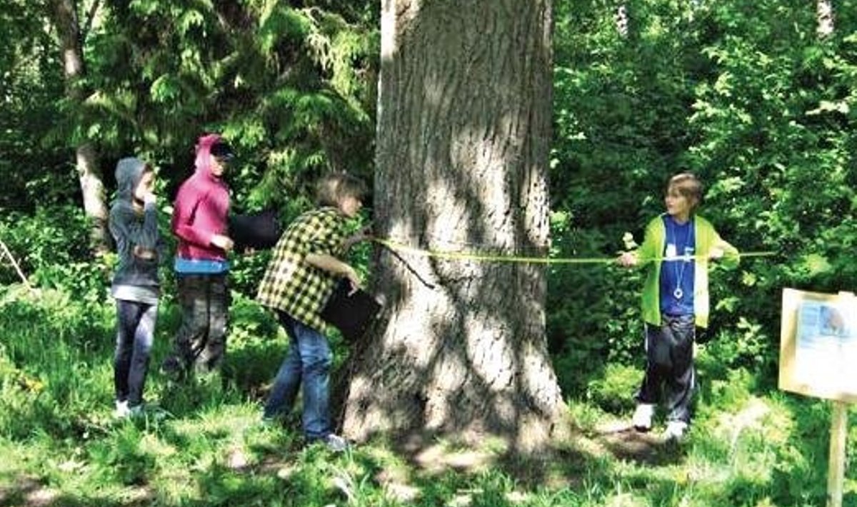 Jõepargist võib leida ka nii jämeda puu. Fotomälestus suve algul Jõesaarel toimunud loodusmängust. FOTOd: Liisa Kaupmees / Harjumaa Muuseum
