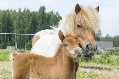 Kamelia talus hoiab nädalane ponipoiss ema lähedusse.